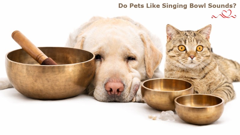 Singing Bowls and Pets: How Dogs and Cats React to Sound and Vibration