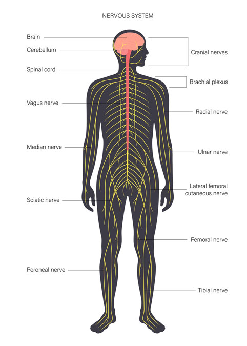 Nervous System
