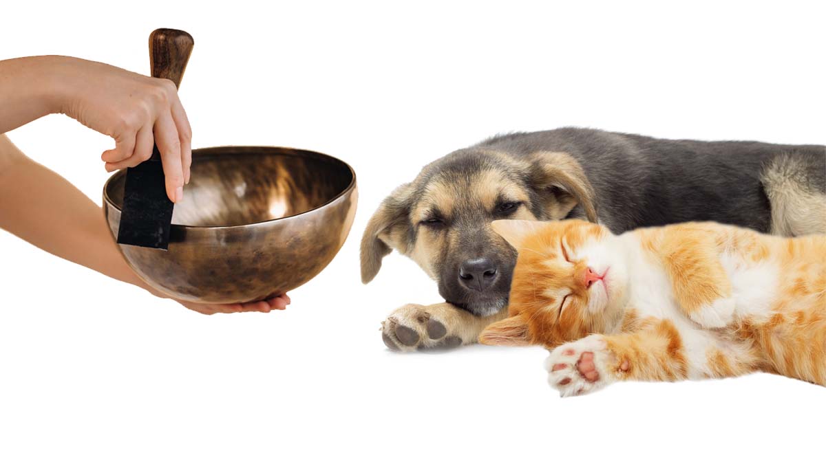 Dog and Cat Relaxing with Singing Bowl Dog and cat relaxing with a singing bowl during a calm meditation or sound healing session